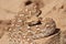 Saw-scaled viper , Echis carinatus