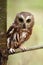 Saw-Whet Owl