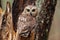 Saw Whet Owl