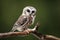 Saw Whet Owl