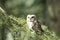 Saw-whet owl