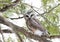 A Saw-whet owl roosting on a cedar tree branch during winter in Canada