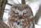 A Saw-whet owl roosting on a cedar tree branch during winter in Canada