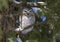 A Saw-whet owl roosting on a cedar tree branch during winter in Canada