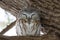 A Saw-whet owl roosting on a cedar tree branch during winter in Canada