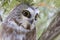 A Saw-whet owl roosting on a cedar tree branch during winter in Canada