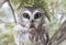 A Saw-whet owl roosting in a cedar tree in Canada