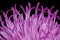 Saw-Wort (Serratula tinctoria). Disc Florets Closeup