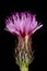 Saw-Wort (Serratula tinctoria). Flowering Capitulum Closeup