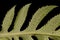 Saw-Wort (Serratula tinctoria). Leaf Detail Closeup