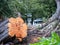 Sawed cut down tree sitting in front of a housing development showcasing deforestation