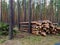 Sawed logs lie in a pine forest in summer. Russia. Siberia. Logging. Forestry. Nature management. Mobile photo