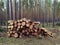 Sawed logs lie in a pine forest in summer. Russia. Siberia. Logging. Forestry. Nature management. Mobile photo