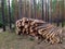 Sawed logs lie in a pine forest in summer. Russia. Siberia. Logging. Forestry. Nature management. Mobile photo