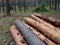 Sawed logs lie in a pine forest in summer. Russia. Siberia. Logging. Forestry. Nature management. Mobile photo