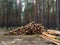 Sawed logs lie in a pine forest in summer. Russia. Siberia. Logging. Forestry. Nature management. Mobile photo