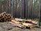 Sawed logs lie in a pine forest in summer. Russia. Siberia. Logging. Forestry. Nature management. Mobile photo