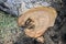 Sawed Off trunk of a dried apple tree with traces of the disease. Cross cut of an old fruit tree. Close-up.