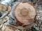 Sawed stump . Sawn tree trunk and tree stumps, harvesting firewood. Pile of Logs . New dead tree stump after a tree was cut down