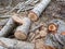 Sawed stump . Sawn tree trunk and tree stumps, harvesting firewood. Pile of Logs . New dead tree stump after a tree was cut down