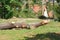 Sawed tree trunk after a storm