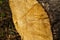 Sawed a tree trunk uneven saw cut closeup, cracked annual rings light brown wooden background