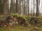 Sawed trees in the autumn forest overgrown with moss and ferns