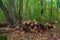 Sawed trees in a green forest