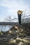 The sawed trees lie in a heap on the bank of the river, against the background of the forest, during the winter day