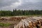 Sawed trees lie in a large pile on the background of the forest