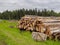 Sawed trees lie in a large pile on the background of the forest