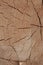Sawed wood light beige brown surface texture natural many lines rustic background base design dried wood