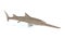 Sawfish or carpenter shark is largest fish with long, narrow, flattened nose extension, lined with sharp teeth.