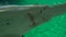 Sawfish swimming in aquarium in front of camera