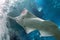 Sawfish underwater close up detail