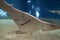 Sawfish underwater close up detail