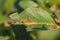 Sawfly Larva on Eaten Leaf