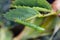 Sawfly larva eating a rose leaf in garden.