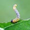 Sawfly larva feeding on willow