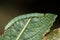 Sawfly larva feeding on willow (Salix sp.)