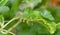 Sawfly larvae nibble on green leaves, Brandenburg, Germany