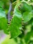 Sawfly larvae nibble on green leaves, Brandenburg, Germany