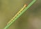 Sawfly larvae on Sedge or Carex
