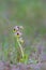 Sawfly Orchid in grassland