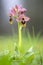 Sawfly orchid - Ophrys tenthredinifera