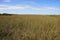 Sawgrass Prairie, Everglades National Park.