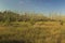 Sawgrass prairie, Kirby Storter Roadside Park