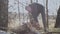 Sawing a birch log lying on the ground in half with a chainsaw in sunny day.