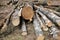 Sawn birch logs stacked on the ground sawmill close up, trunk with a straight cut