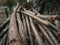 Sawn branches. Stack of branches. Firewood for a fire. A pile of firewood